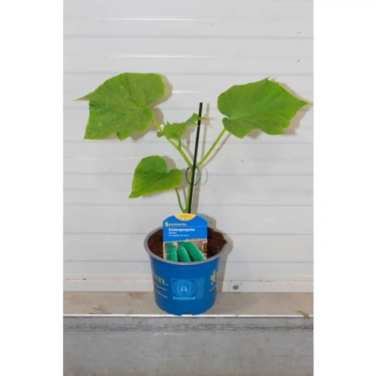 Bild 1 von Gurkenpflanze Cucumis sativus »Maxime«, veredelt, im Topf Ø: 12 cm