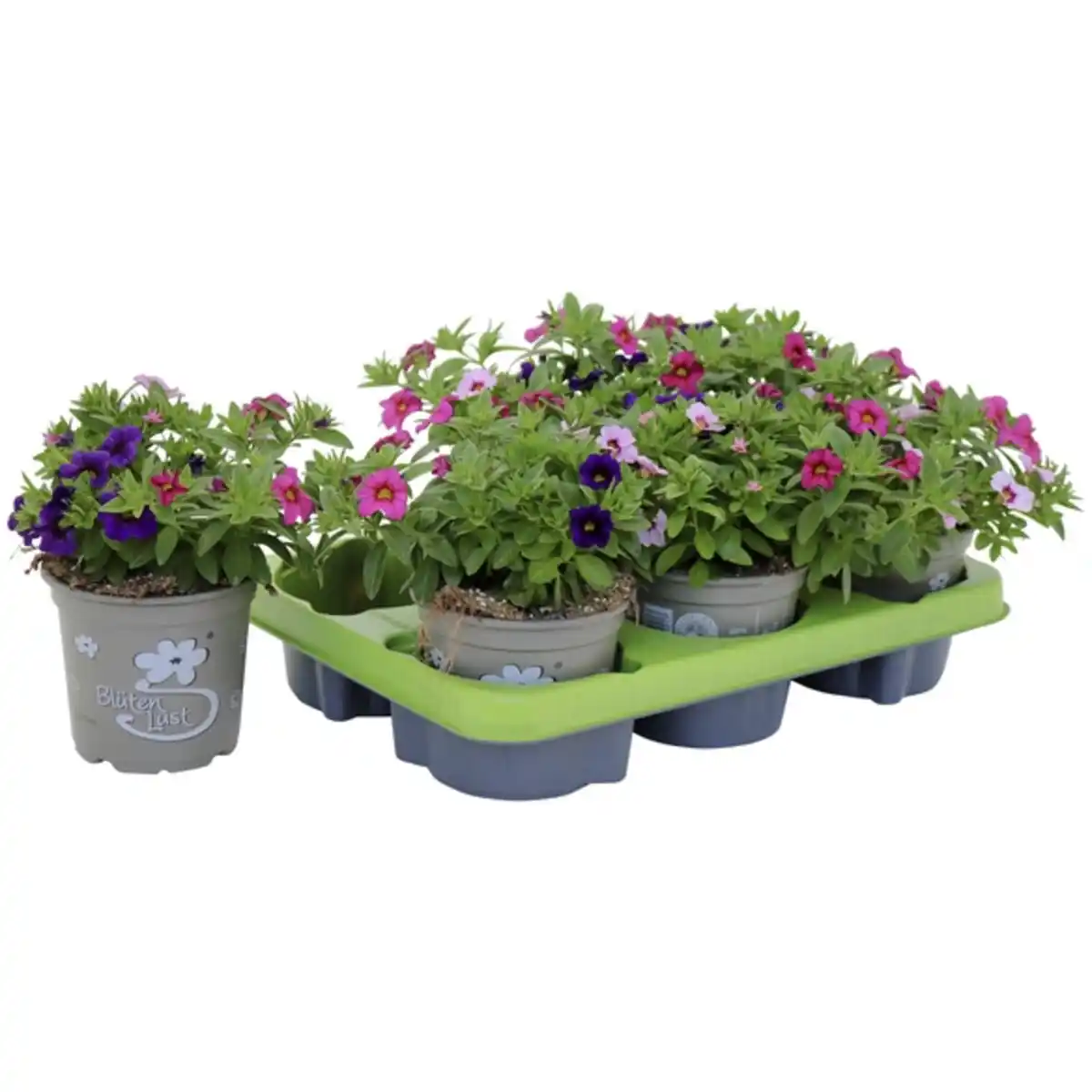 Bild 3 von Zauberglöckchen, Calibrachoa »Trio Pastell«, Blüte: mehrfarbig