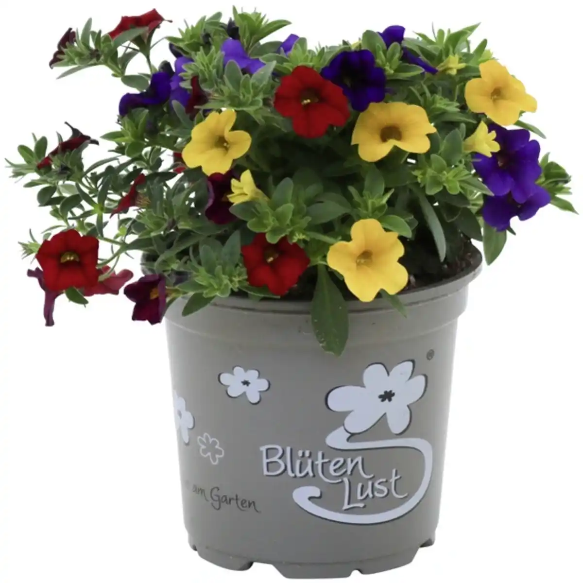 Bild 1 von Zauberglöckchen, Calibrachoa »Trio Pastell«, Blüte: mehrfarbig