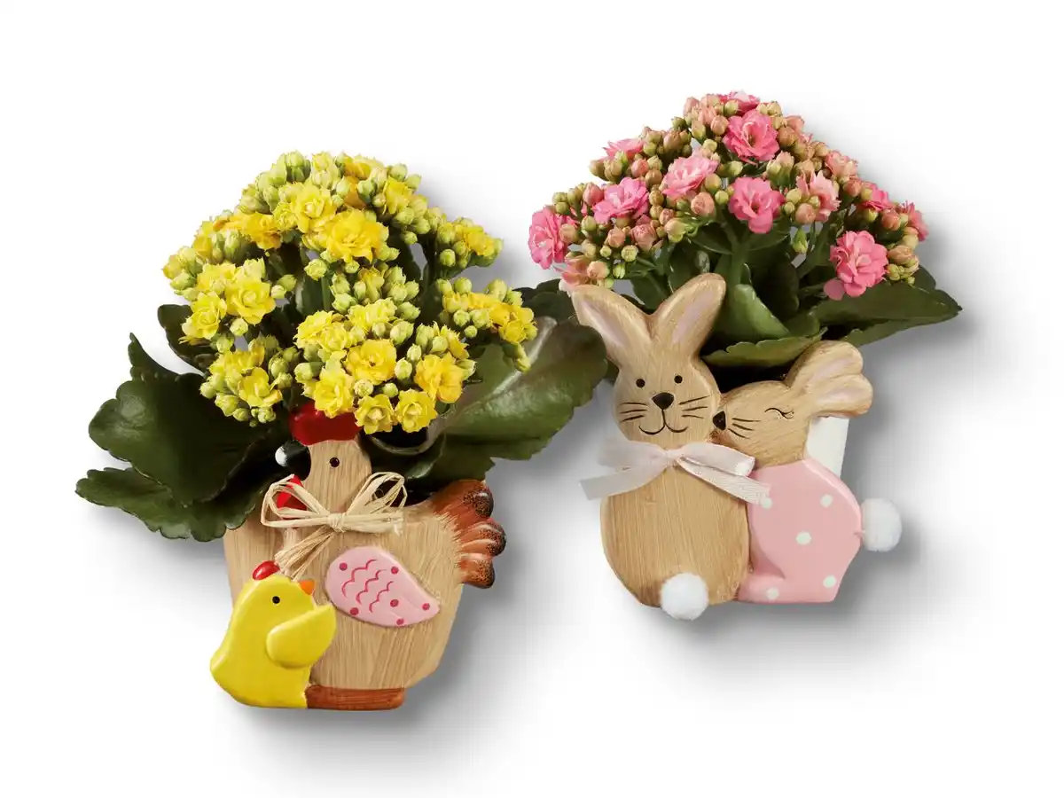 Bild 1 von Kalanchoe in Osterkeramik