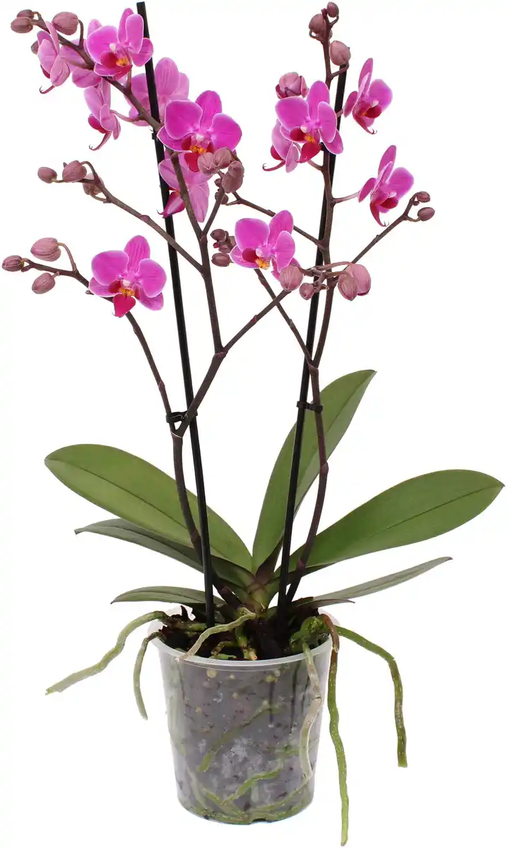 Bild 1 von Phalaenopsis Multiflora Orchidee 12 cm Topf