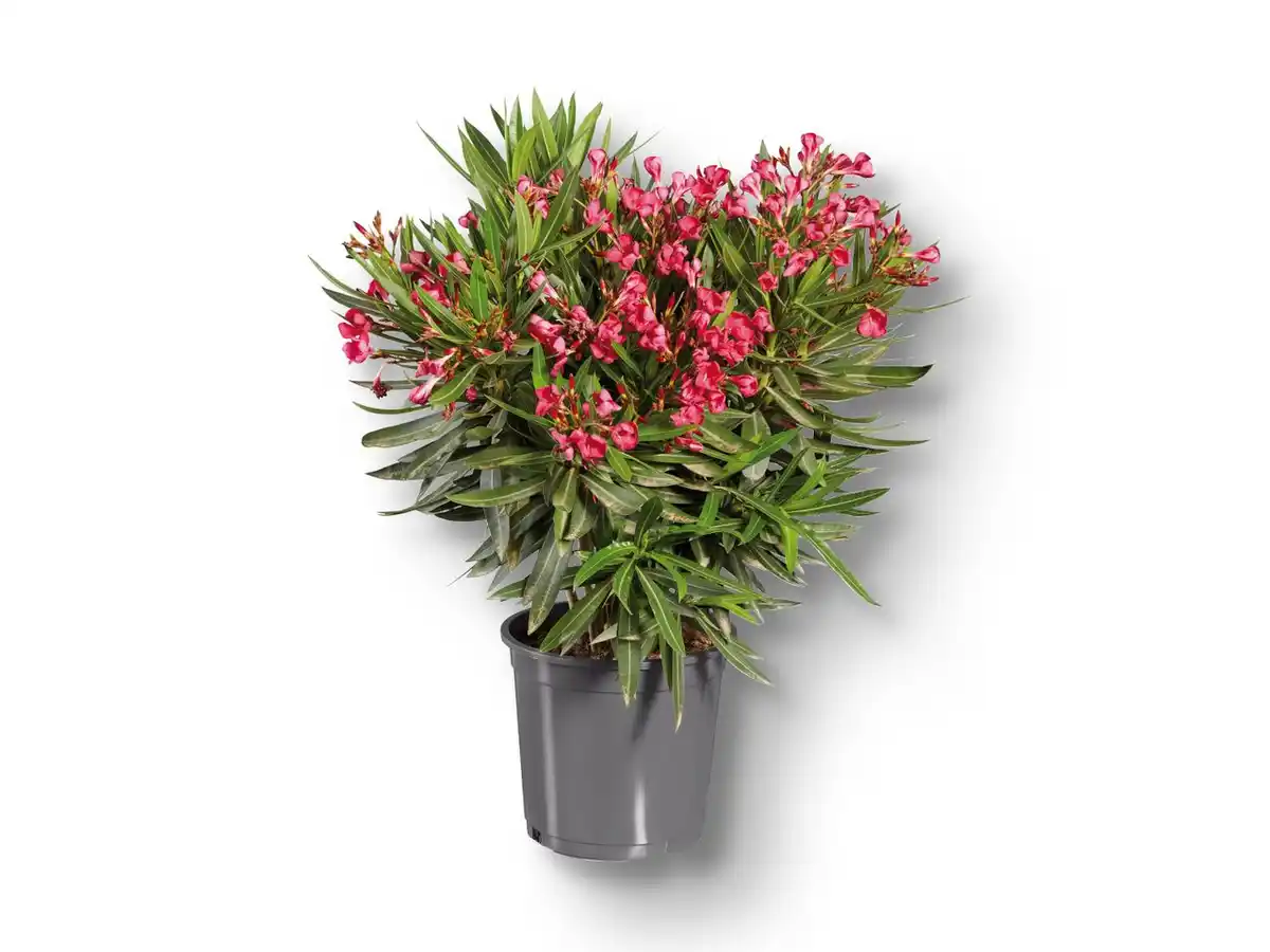 Bild 1 von Oleander XXL