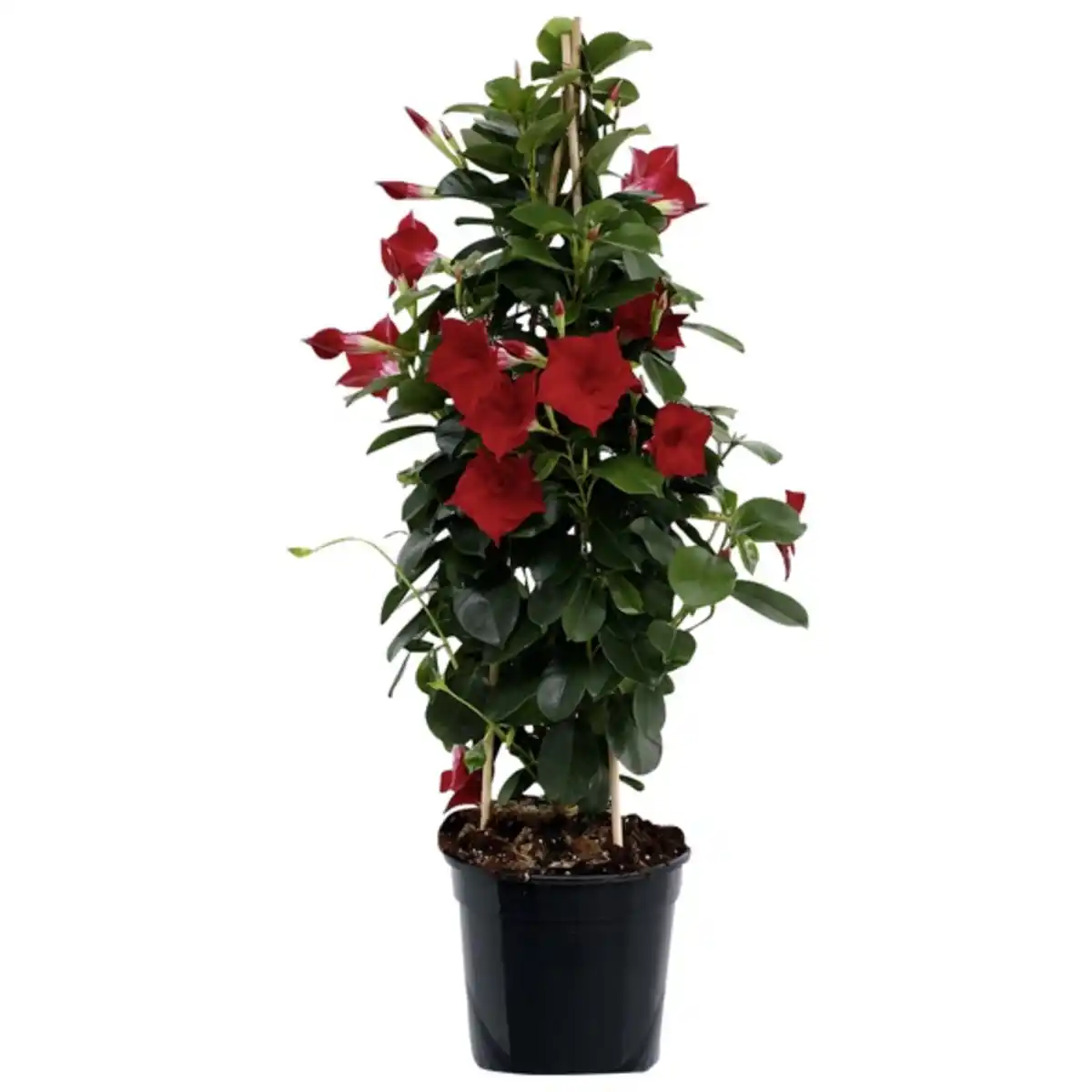 Bild 1 von Dipladenie, Mandevilla sanderi, Blüte: Rot