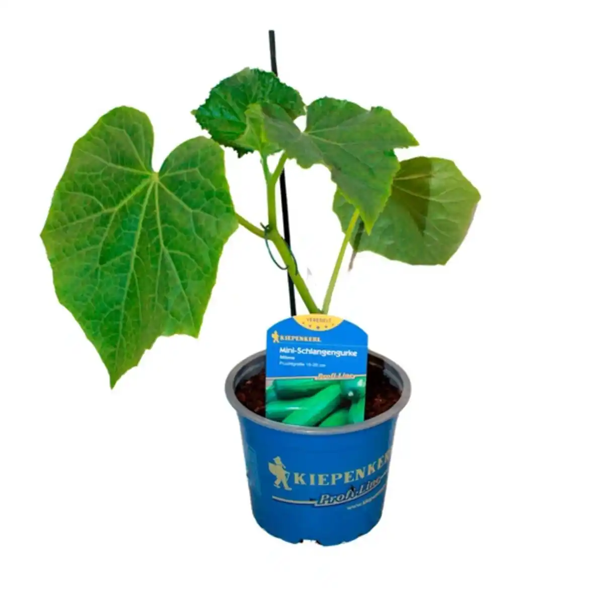 Bild 1 von Gurkenpflanze Cucumis sativus »Milene«, veredelt, im Topf Ø: 12 cm