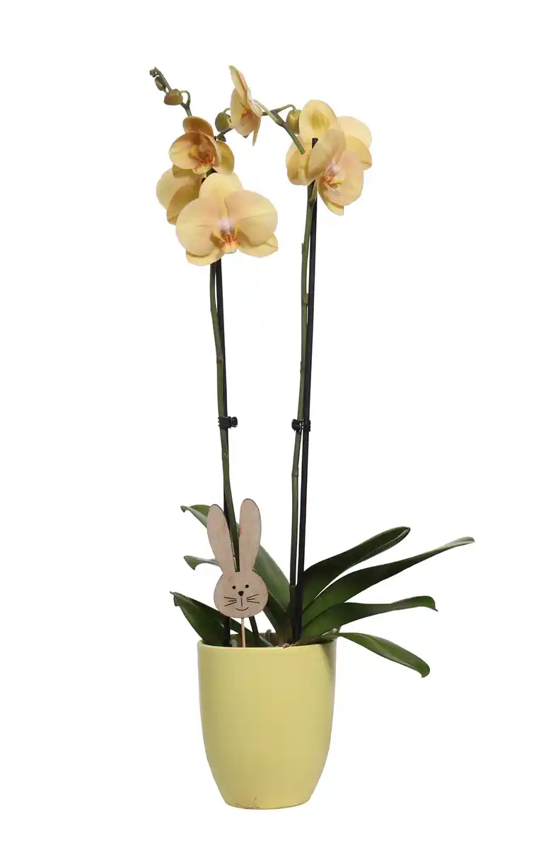 Bild 1 von Phalaenopsis Orchidee im Keramiktopf mit Osternhase 12 cm