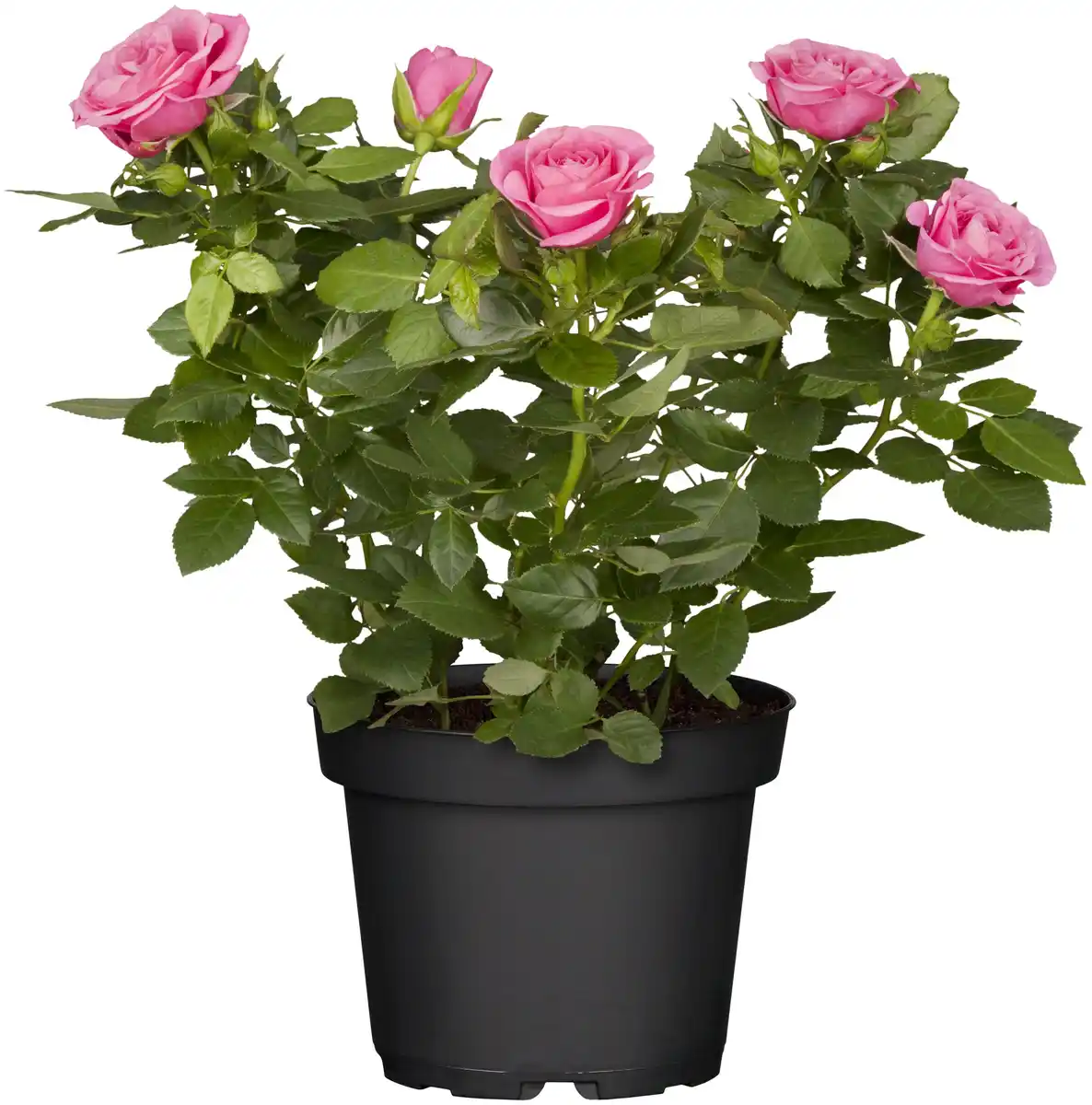 Bild 1 von Freilandrosen Sortenmix 5 l Container