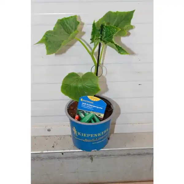 Bild 2 von Gurkenpflanze Cucumis sativus »Midele«, veredelt, im Topf Ø: 12 cm