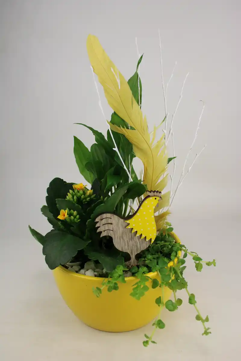 Bild 1 von Arrangement Indoor Basicschale Pflanzen-Mix 15 cm