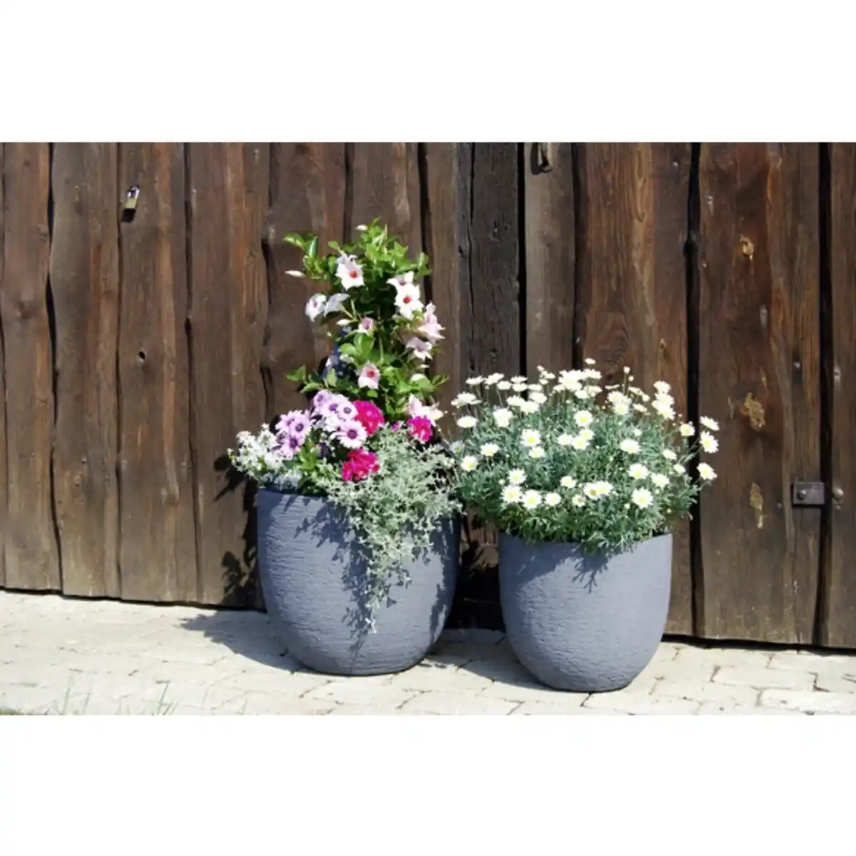 Bild 2 von Dipladenie, Mandevilla sanderi, Blüte: Rosa