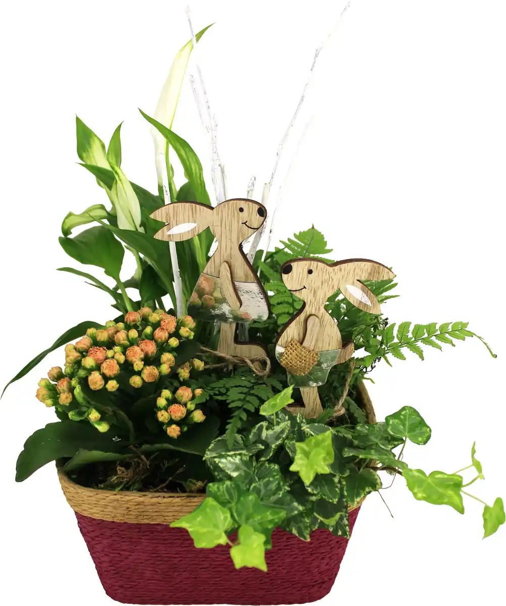 Bild 1 von Arrangement Indoor Korbschale Pflanzen-Mix 18 cm