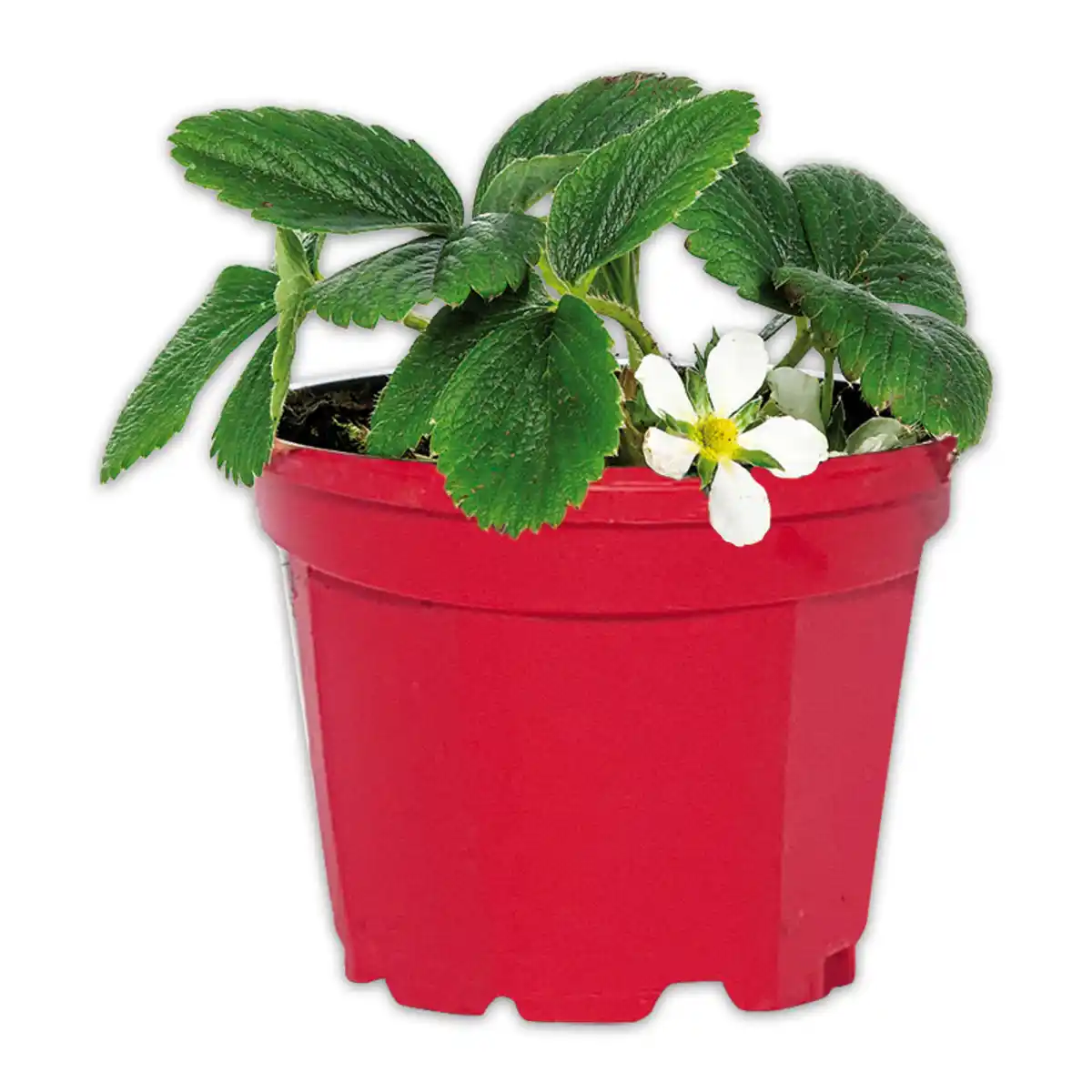 Bild 3 von Erdbeerpflanze