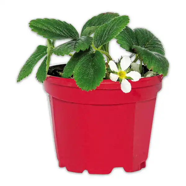 Bild 3 von Erdbeerpflanze