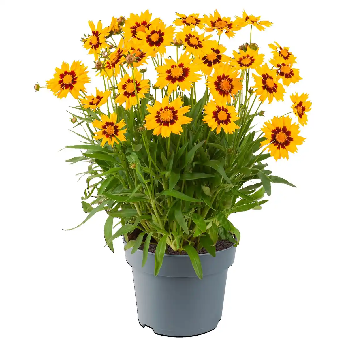 Bild 1 von GARDENLINE Großbl. Mädchenauge