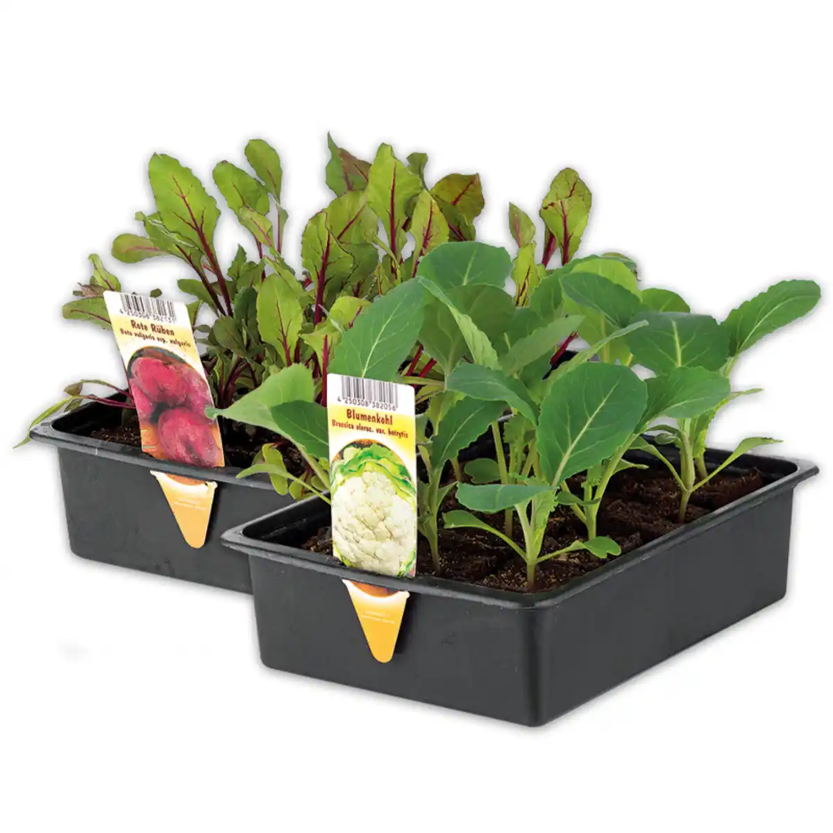 Bild 1 von Gemüsepflanzen-Mix