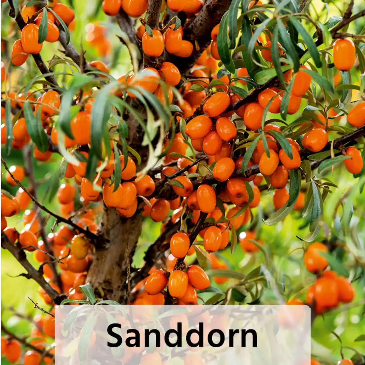 Bild 3 von Finest Garden Vogelbäumchen / Sommergehölz