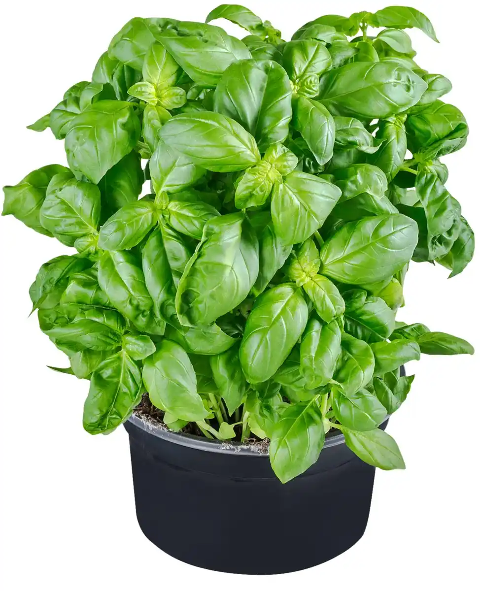 Bild 1 von Dtsch. Basilikum XXL, Topf