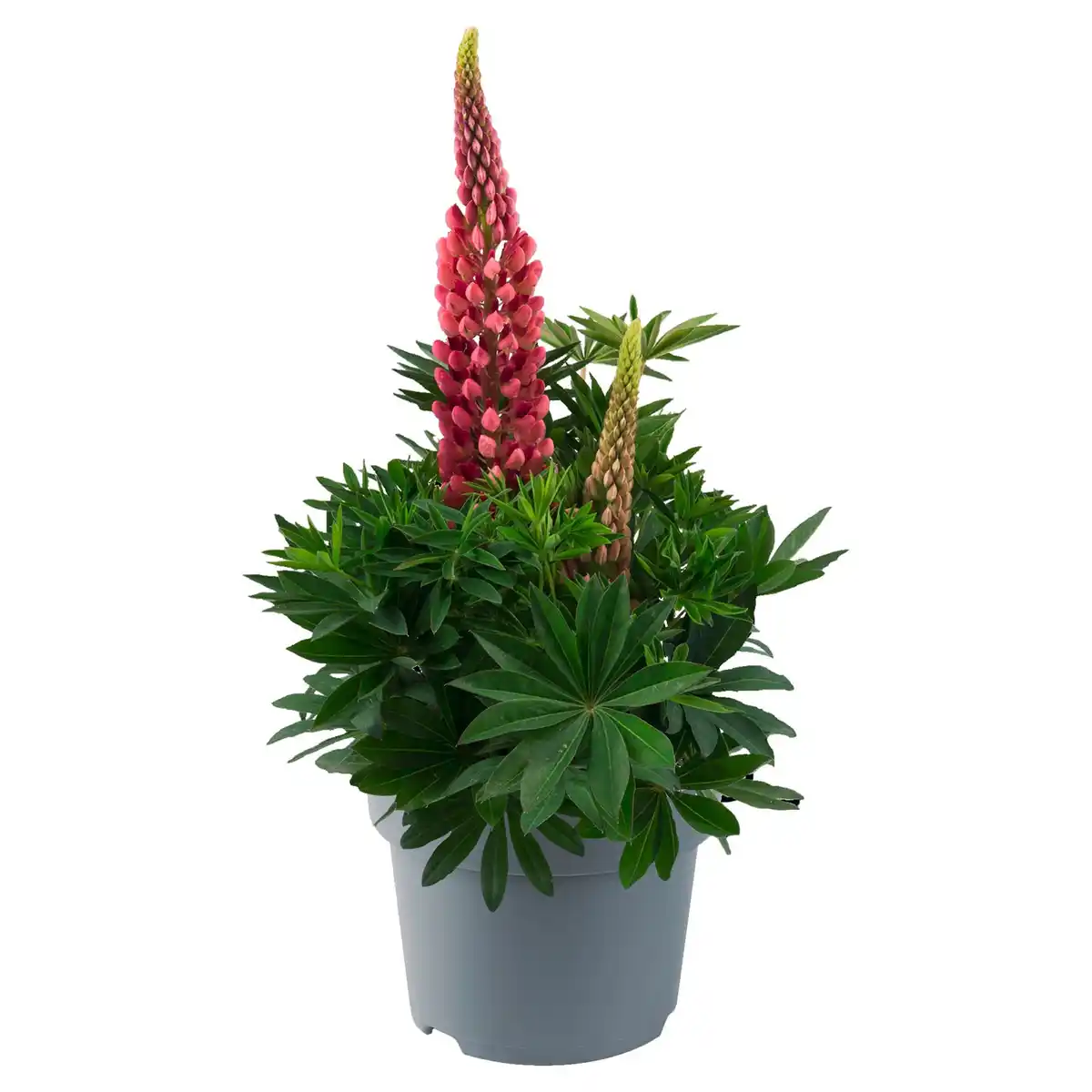 Bild 1 von GARDENLINE Vielblättrige Lupine