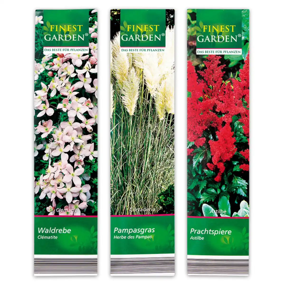 Bild 3 von Finest Garden Kübelpflanzen Besonderheit