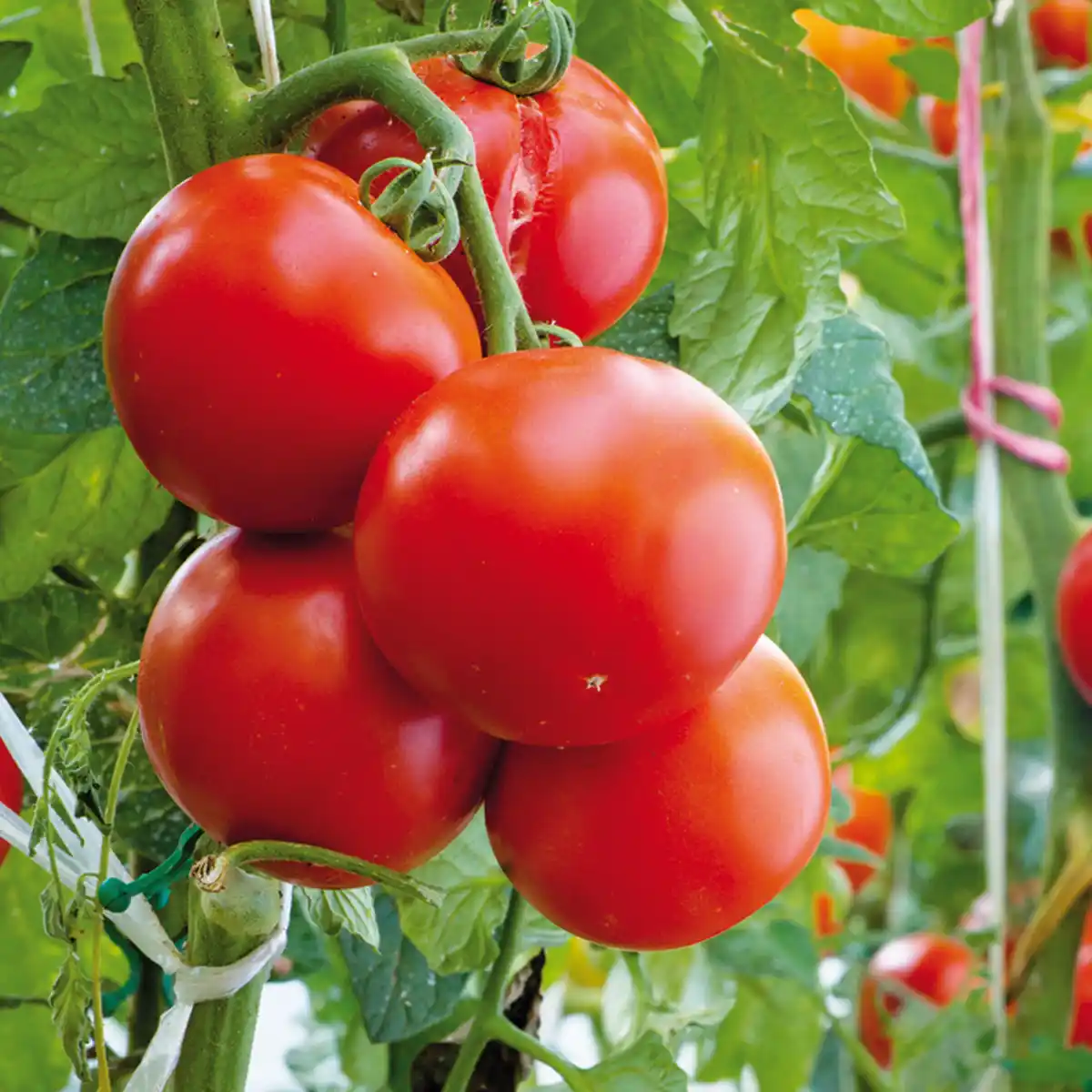 Bild 2 von Finest Garden Tomatenpflanzen