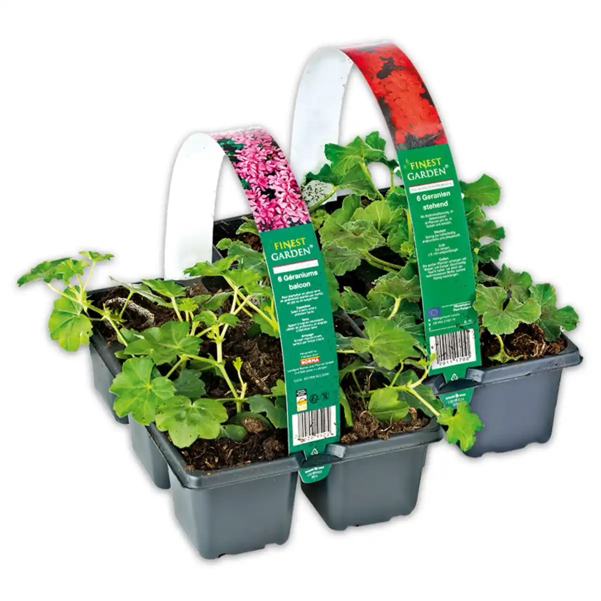 Bild 1 von Finest Garden Geranien / Fuchsien