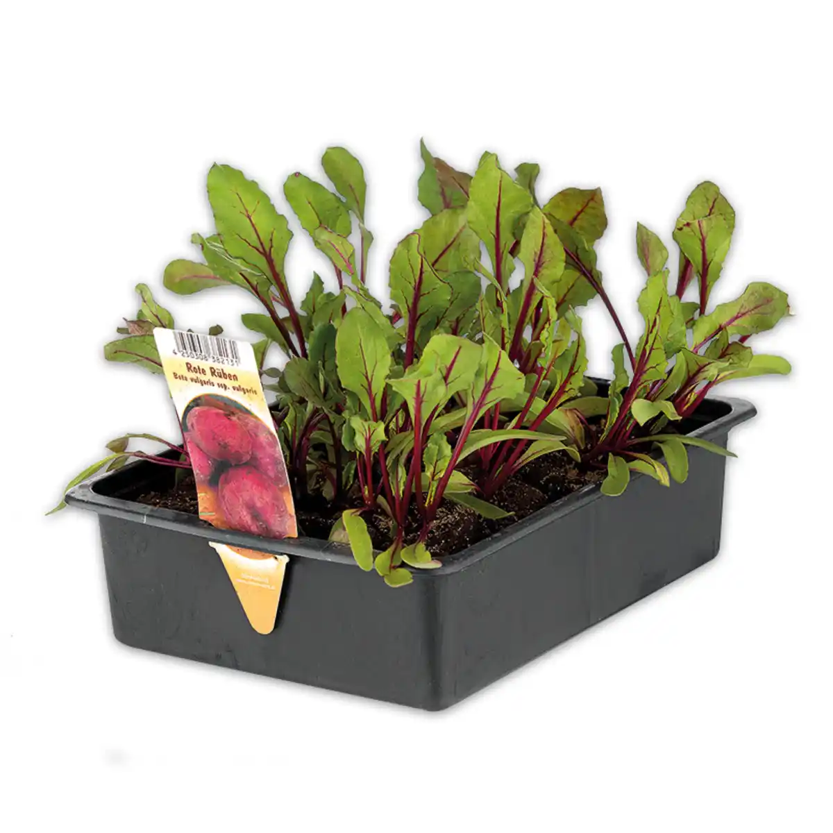 Bild 2 von Gemüsepflanzen-Mix