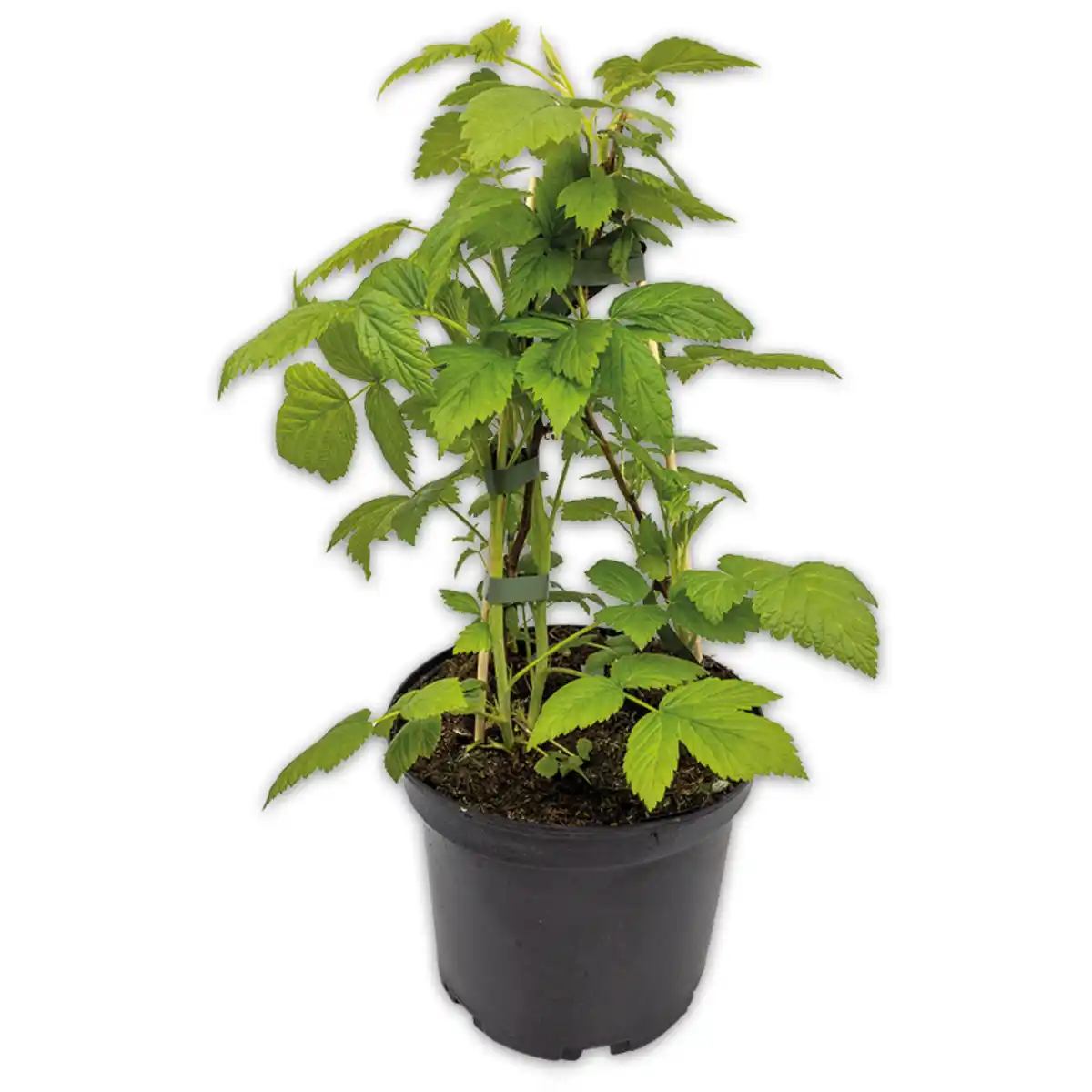 Bild 1 von Finest Garden Beeren-Trio