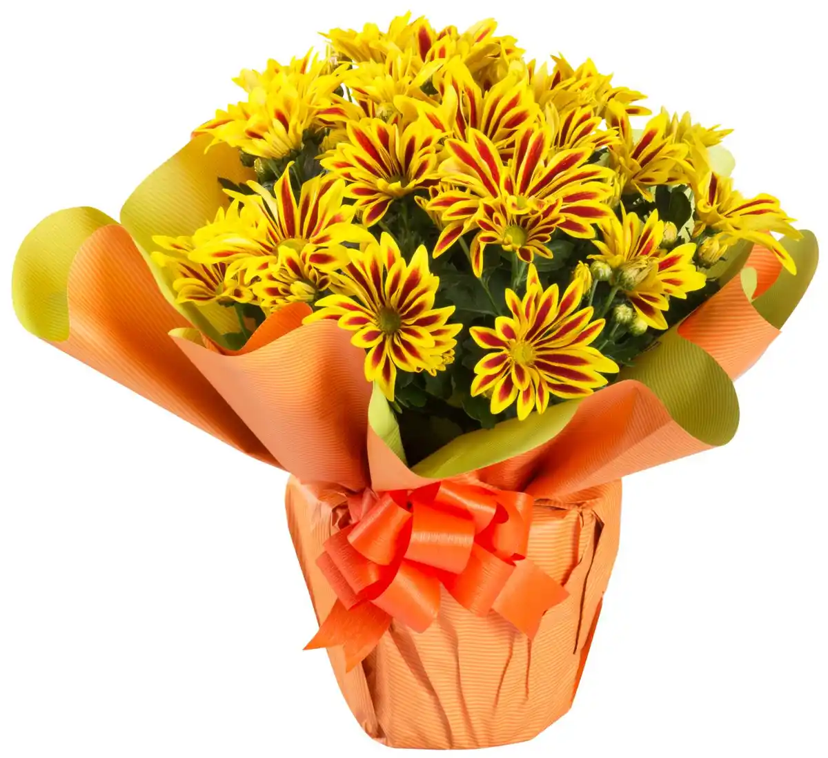 Bild 1 von Blühpflanzen