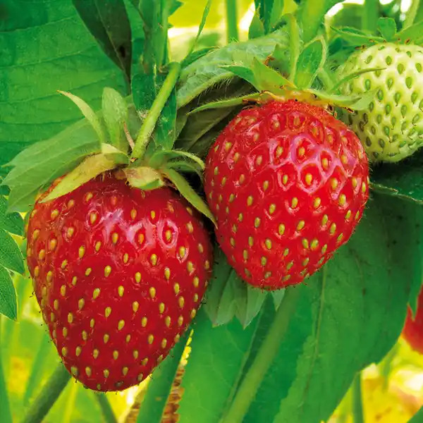 Bild 4 von Erdbeerpflanze