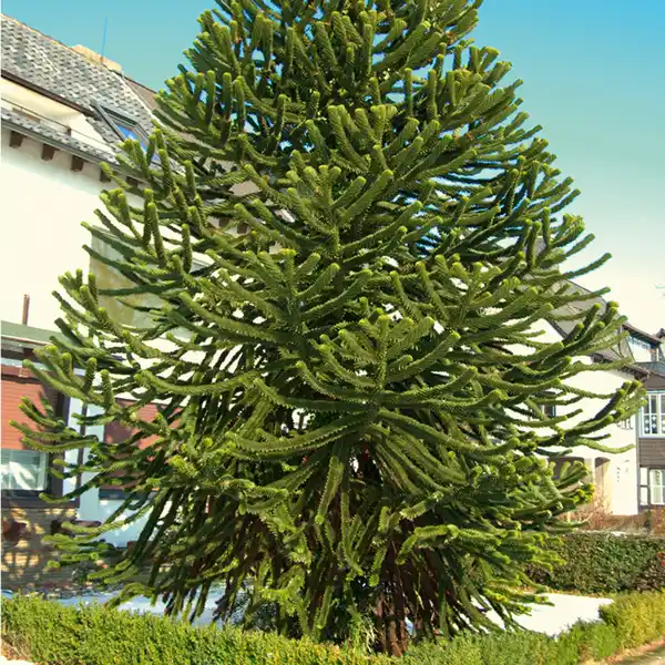 Bild 2 von Chilenische Schmucktanne