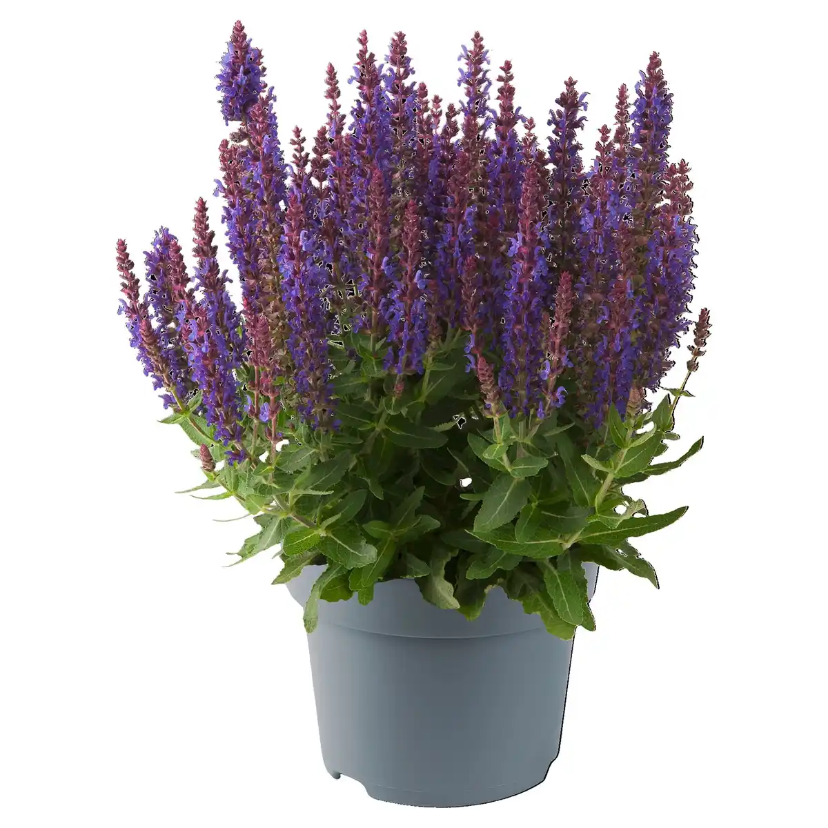 Bild 1 von GARDENLINE Steppen-Salbei