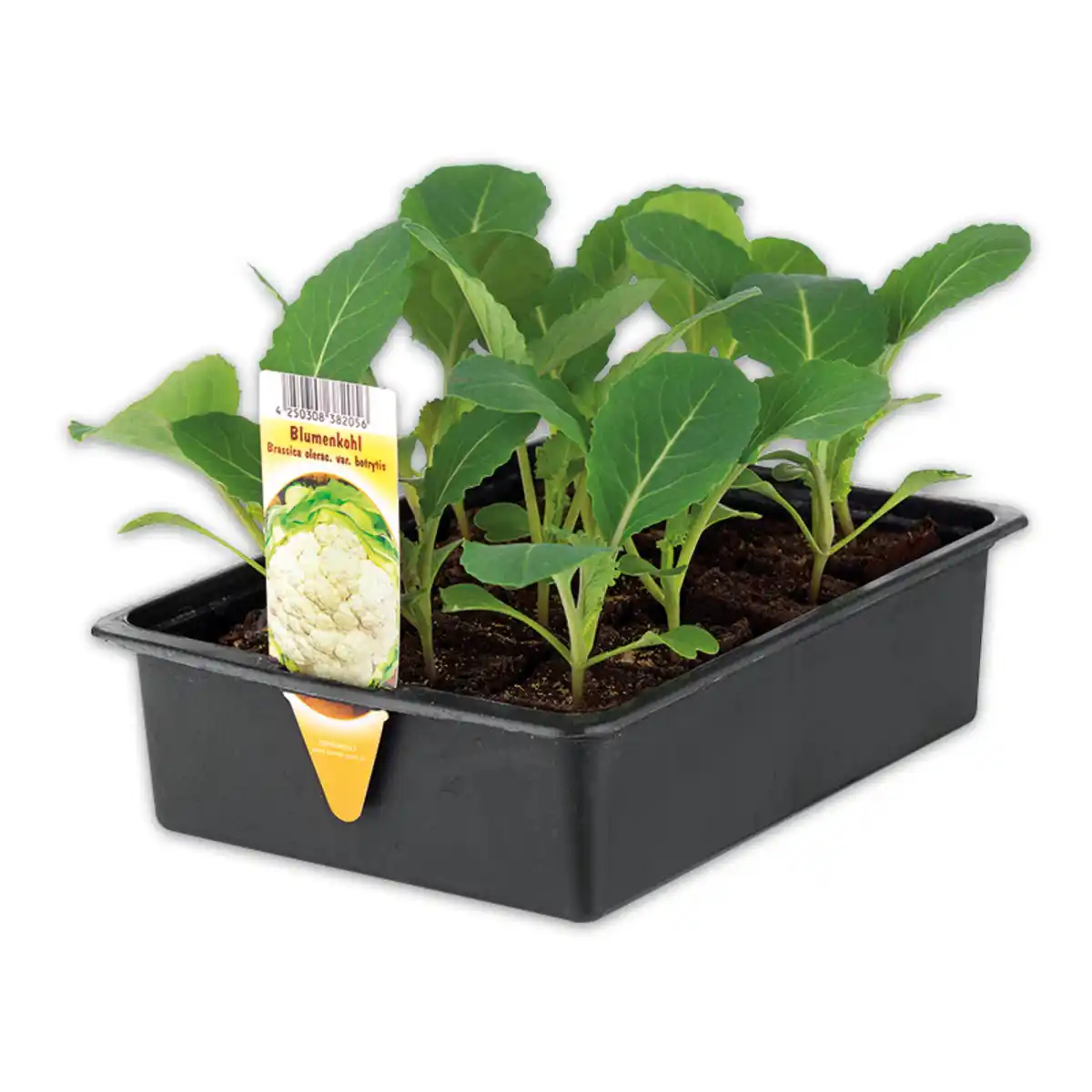 Bild 3 von Gemüsepflanzen-Mix