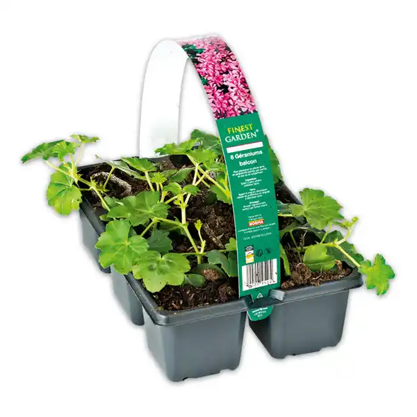 Bild 3 von Finest Garden Geranien / Fuchsien