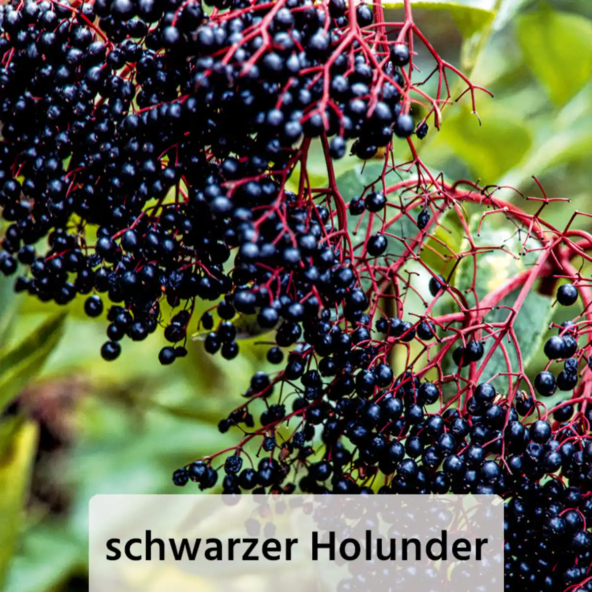 Bild 2 von Finest Garden Vogelbäumchen / Sommergehölz