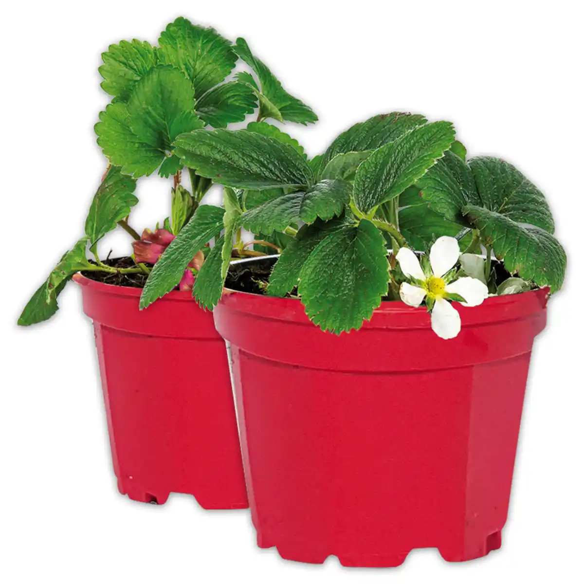 Bild 1 von Erdbeerpflanze