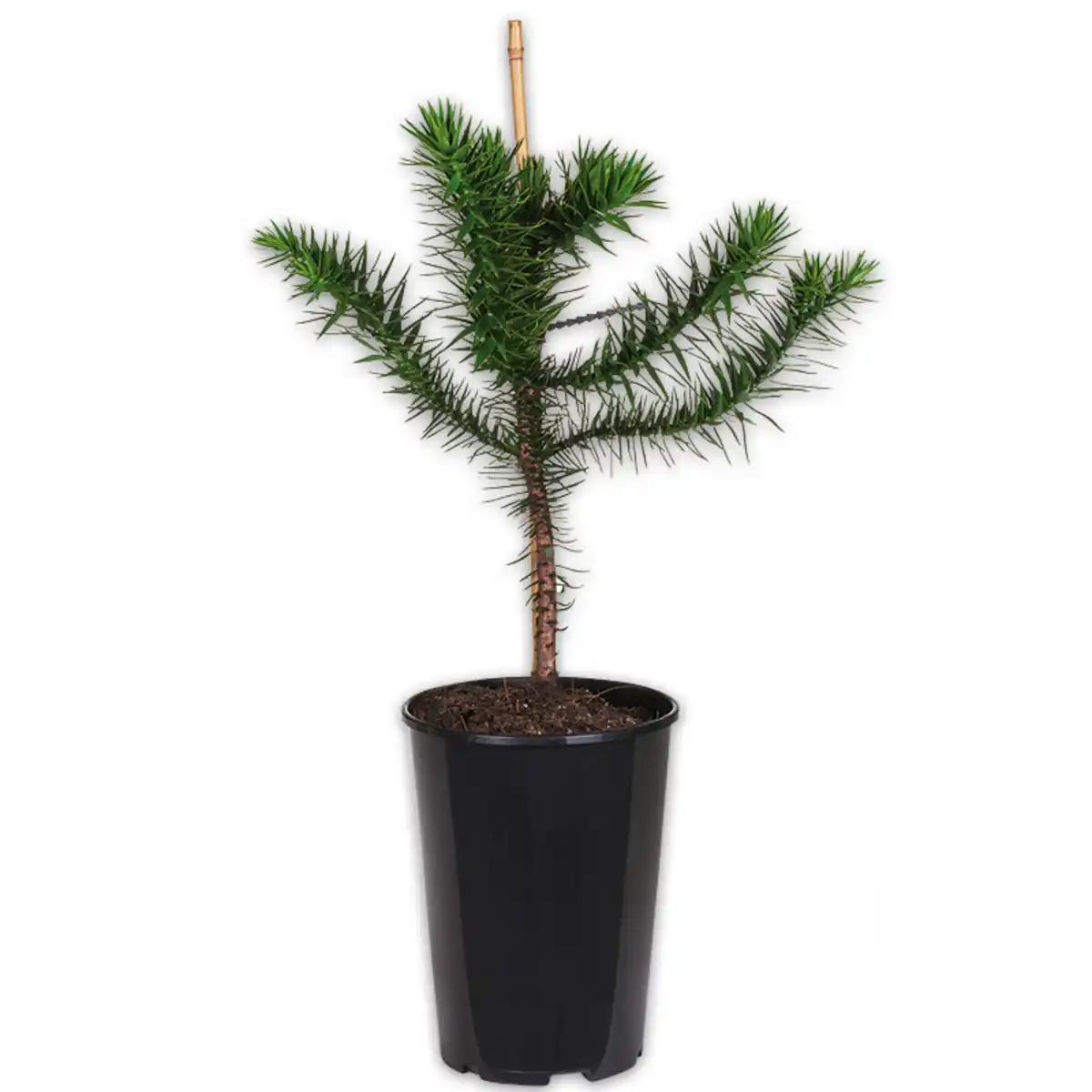 Bild 1 von Chilenische Schmucktanne