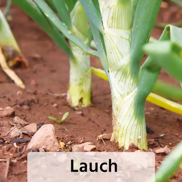 Bild 4 von Gemüsepflanzen-Mix