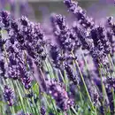 Bild 2 von Garten Lavendel "Lavandula"