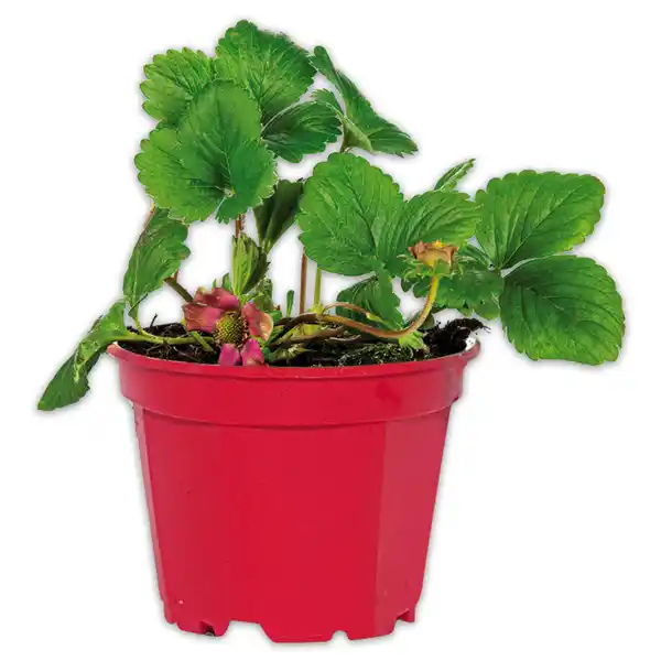 Bild 2 von Erdbeerpflanze