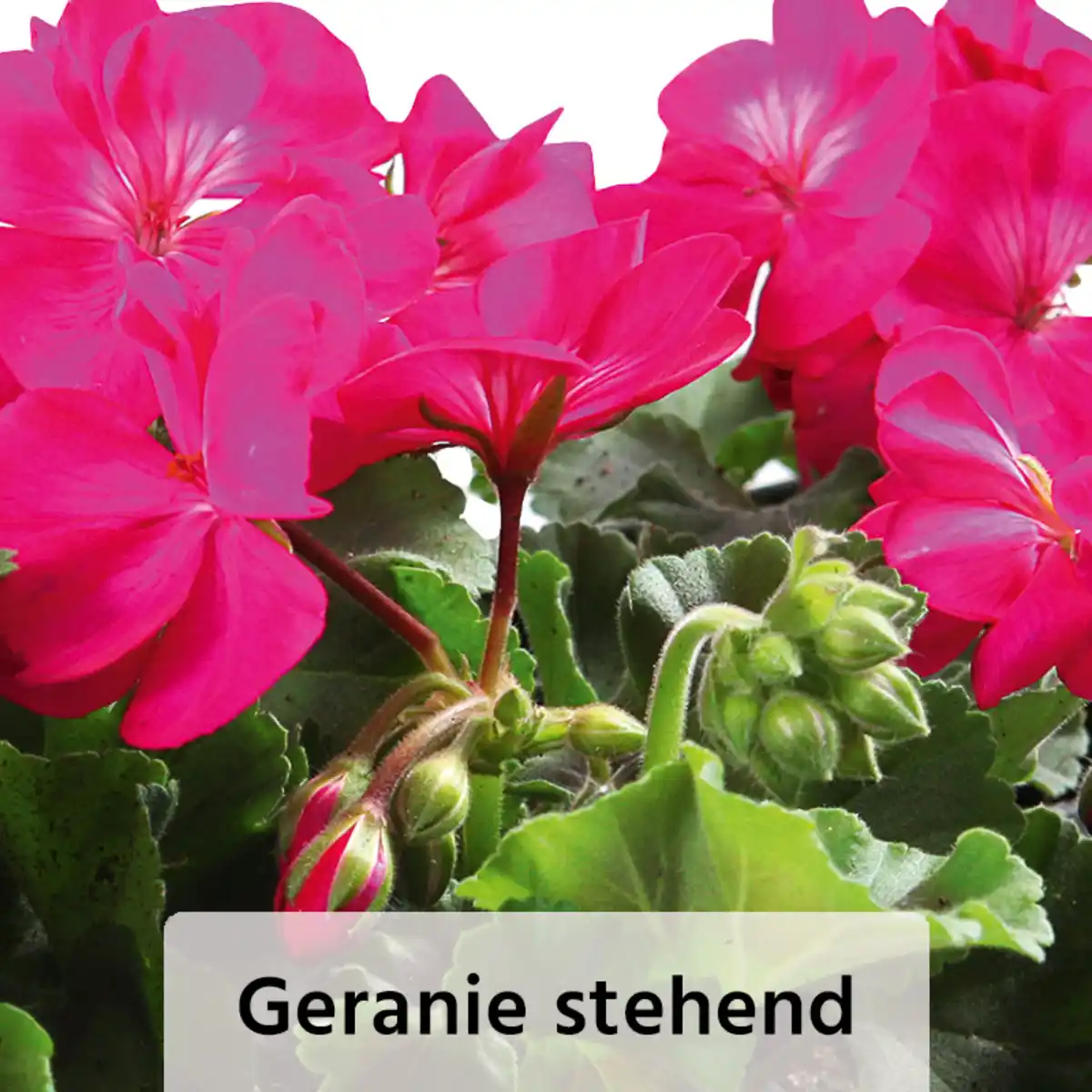 Bild 4 von Finest Garden Geranien / Fuchsien