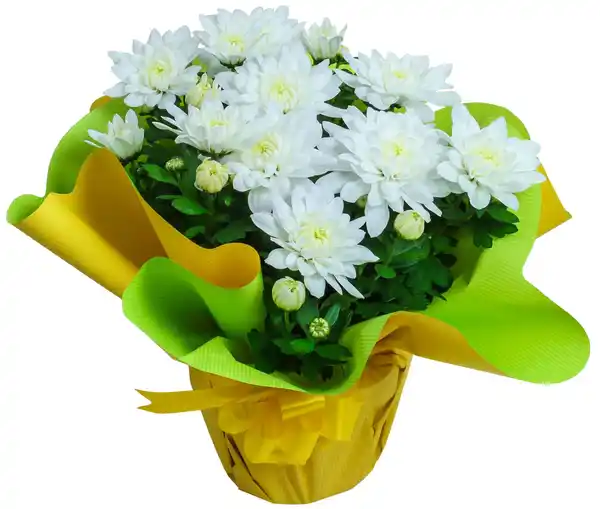 Bild 2 von Blühpflanzen