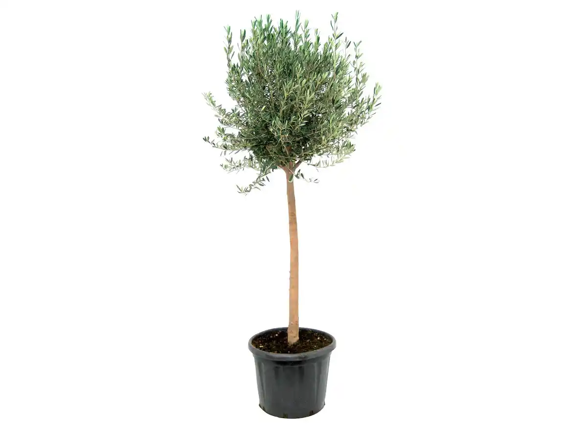 Bild 1 von Olivenbaum im 19 cm Topf