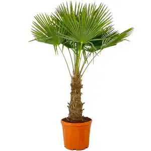 toom Hanfpalme 150 cm, 44 cm Topf