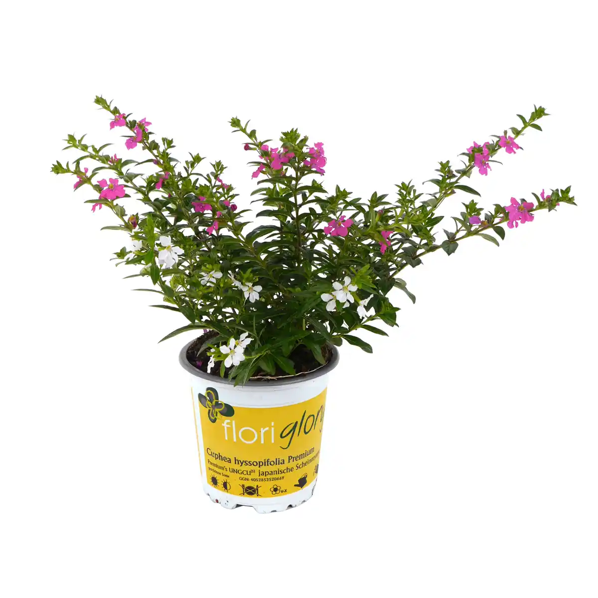 Bild 1 von toom Köcherblümchen 'FloriGlory' Twin verschiedene Farben 11 cm Topf