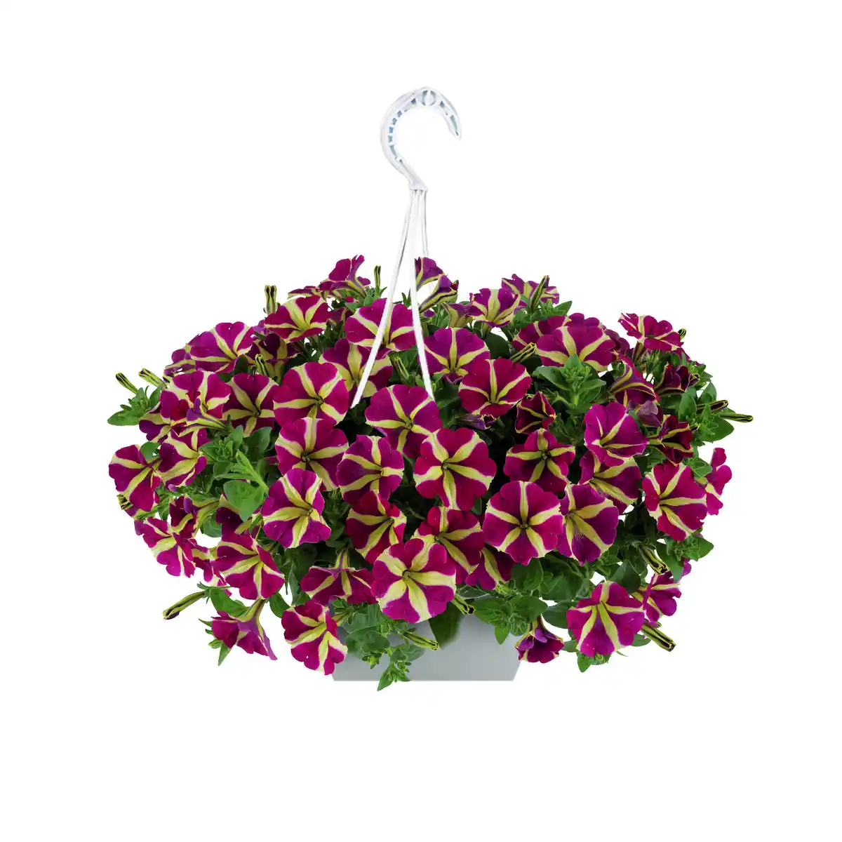 Bild 1 von Herz-Petunien-Ampel "Amore®"