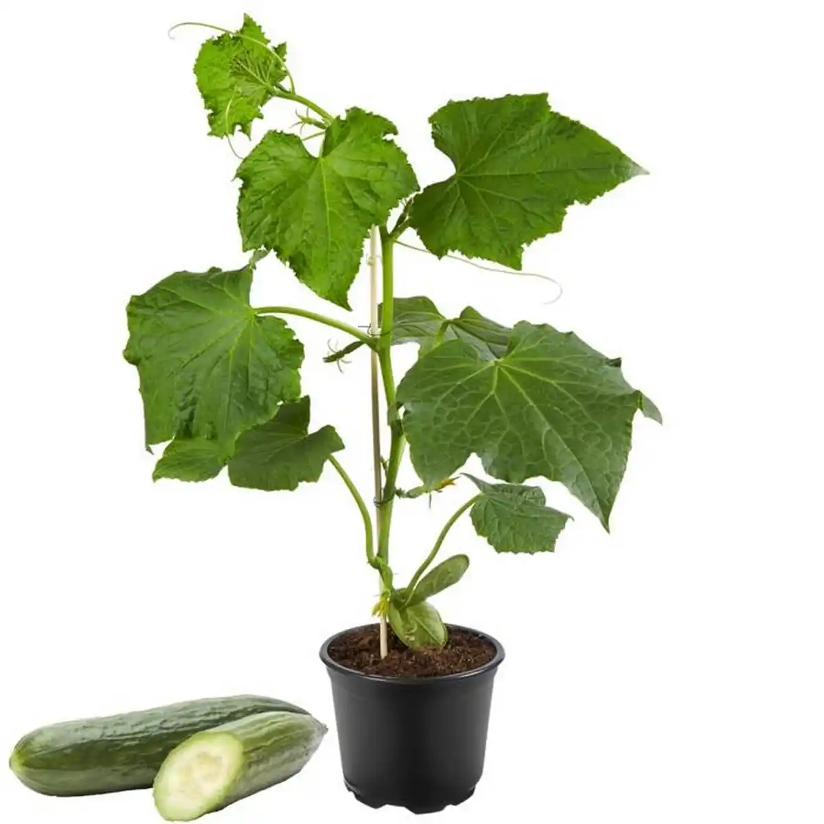 Bild 1 von toom Mini-Snack-Gurke veredelt Citaro®  12 cm Topf