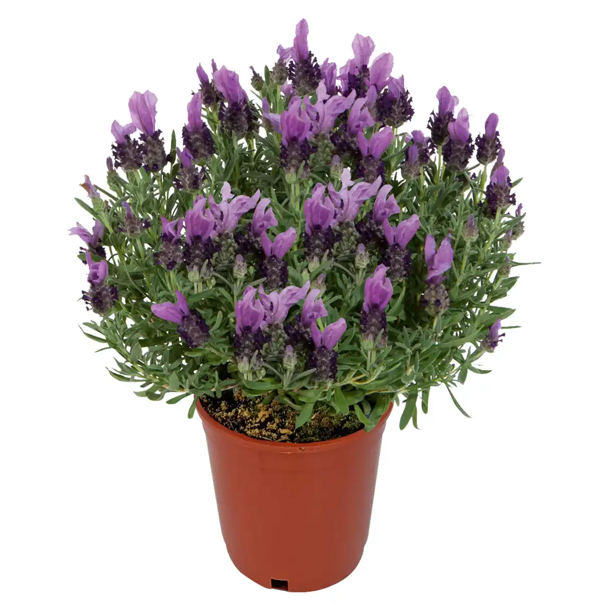 Bild 1 von toom Schopf-Lavendel blau 18 cm Topf