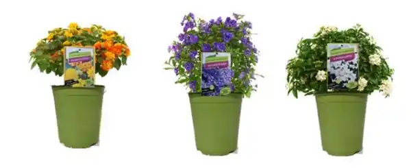 Bild 1 von Sommerflor Kübelpflanzen Busch 19 cm