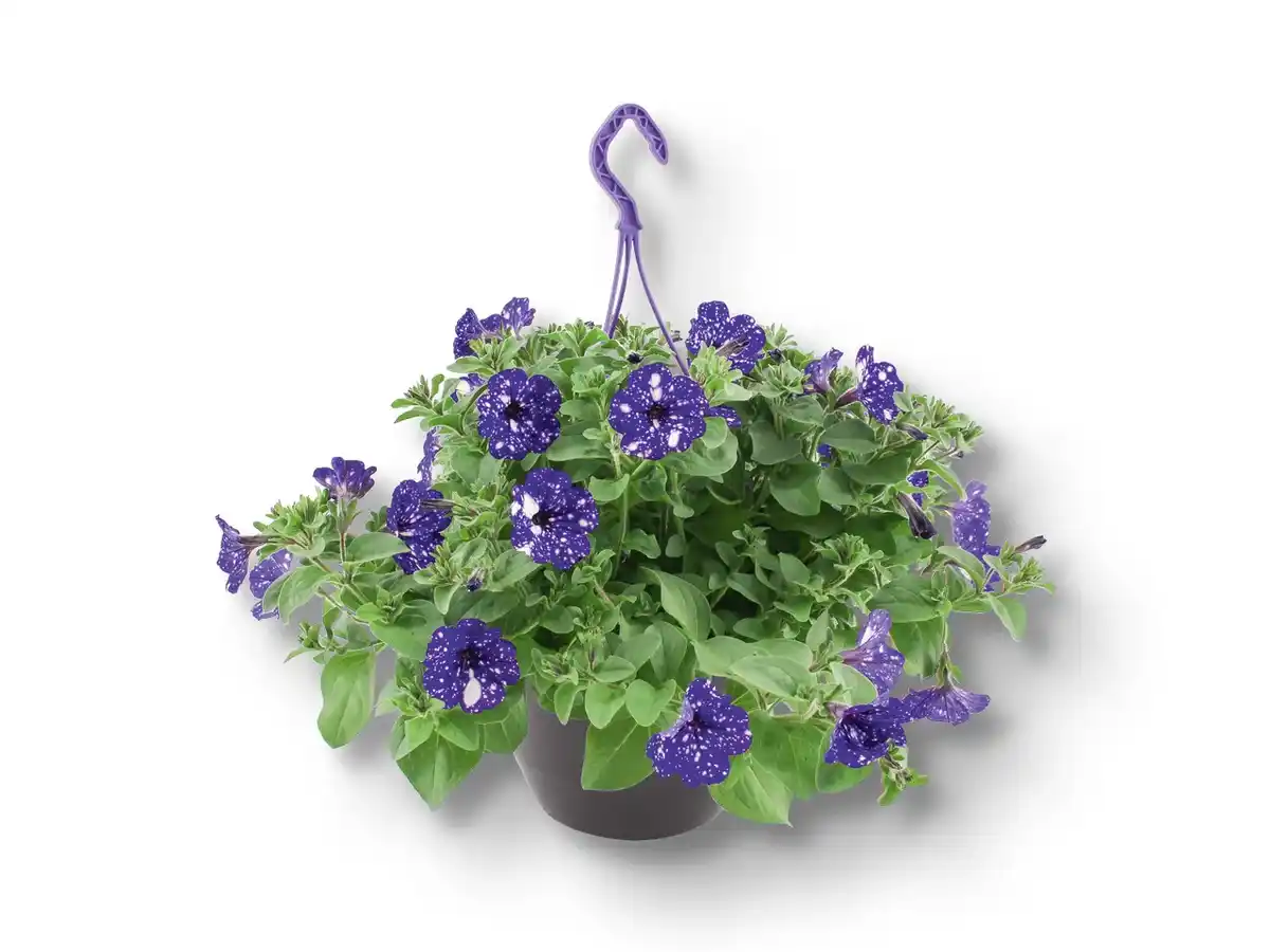 Bild 1 von Petunien-Ampel