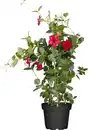 Bild 1 von Dipladenie sundaville Pyramide H ca 60 cm 17 cm Topf