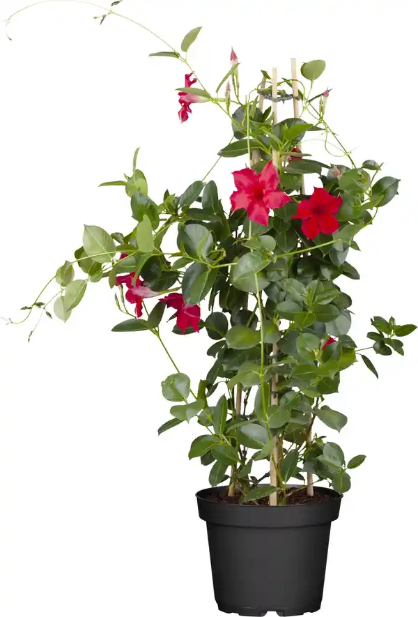 Bild 1 von Dipladenie sundaville Pyramide H ca 60 cm 17 cm Topf